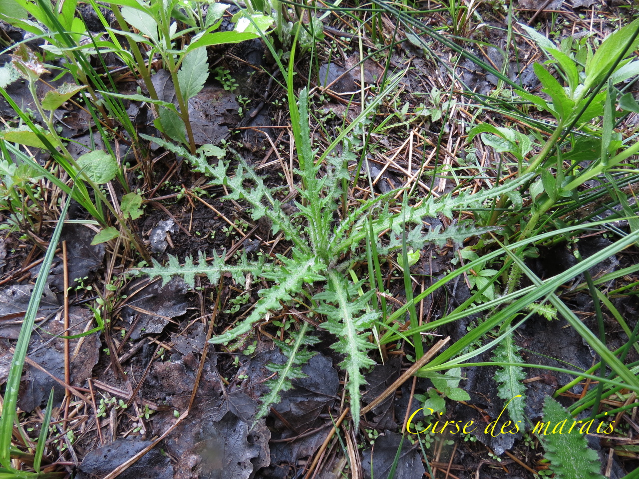 Cirsium palustre 4029t